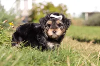 Remi, a female Morkie for sale in Baltic, OH – Photo 4 of 10