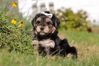 Remi, a female Morkie for sale in Baltic, OH – Photo 10 of 10