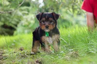 Bobby, a male Yorkshire Terrier for sale in Baltic, OH – 9 of 9