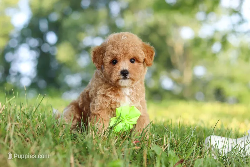 Patrick – Maltipoo puppy for sale in Baltic, OH
