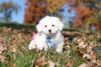 Ozzy, a male Maltese for sale in Baltic, OH – 7 of 9