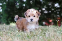 Jana, a female Morkie for sale in Baltic, OH – 3 of 10