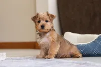 Carmen, a female Morkie for sale in Baltic, OH – Photo 10 of 10