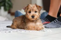 Carmen, a female Morkie for sale in Baltic, OH – Photo 3 of 10