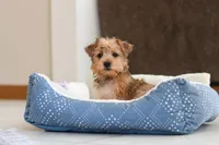 Carmen, a female Morkie for sale in Baltic, OH – Photo 7 of 10