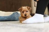 Carmen, a female Morkie for sale in Baltic, OH – Photo 9 of 10