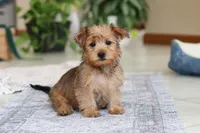 Carmen, a female Morkie for sale in Baltic, OH – Photo 4 of 10