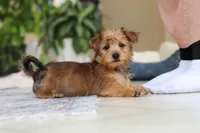 Carmen, a female Morkie for sale in Baltic, OH – Photo 5 of 10