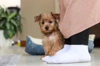 Carmen, a female Morkie for sale in Baltic, OH – Photo 1 of 10