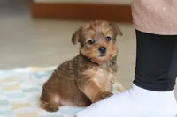 Carmen, a female Morkie for sale in Baltic, OH – Photo 2 of 5