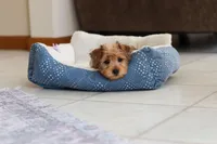 Carmen, a female Morkie for sale in Baltic, OH – Photo 6 of 10