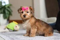 Carmen, a female Morkie for sale in Baltic, OH – Photo 2 of 10
