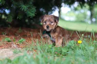 Archie, a male Morkie for sale in Baltic, OH – 7 of 8