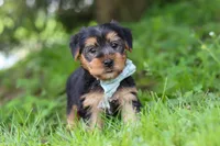 Marcus, a male Morkie for sale in Baltic, OH – 2 of 8