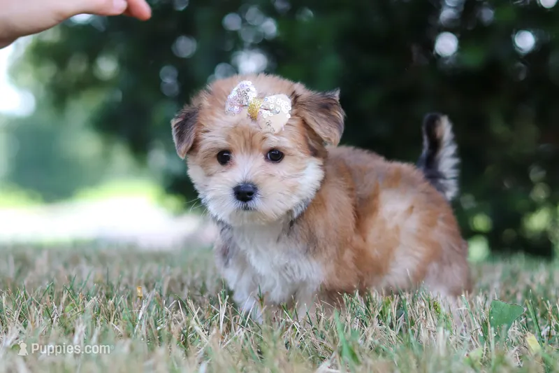 Jana – Morkie puppy for sale in Baltic, OH