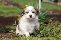 Violet, a female Morkie for sale in Baltic, OH – Photo 3 of 8