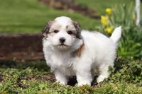 Violet, a female Morkie for sale in Baltic, OH – Photo 2 of 8