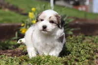 Violet, a female Morkie for sale in Baltic, OH – Photo 8 of 8