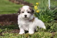 Violet, a female Morkie for sale in Baltic, OH – Photo 4 of 8