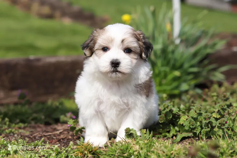 Violet – Morkie puppy for sale in Baltic, OH