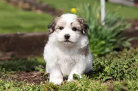 Violet, a female Morkie for sale in Baltic, OH – Photo 1 of 8