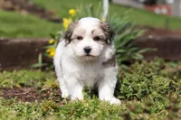 Violet, a female Morkie for sale in Baltic, OH – Photo 5 of 8