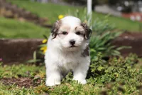 Violet, a female Morkie for sale in Baltic, OH – Photo 7 of 8
