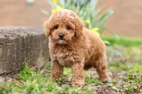 Brittany, a female Maltipoo for sale in Baltic, OH – Photo 6 of 6