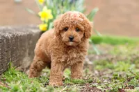 Brittany, a female Maltipoo for sale in Baltic, OH – Photo 5 of 6