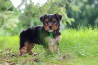 Bobby, a male Yorkshire Terrier for sale in Baltic, OH – 2 of 9