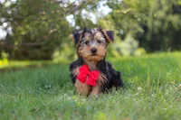 Marcus, a female Morkie for sale in Baltic, OH – 6 of 9