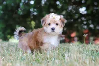 Jana, a female Morkie for sale in Baltic, OH – 8 of 10