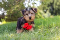 Marcus, a female Morkie for sale in Baltic, OH – 5 of 9