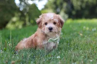 Zoe, a male Morkie for sale in Baltic, OH – 5 of 9