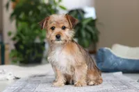 Karis, a female Morkie for sale in Baltic, OH – Photo 7 of 9
