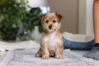 Karis, a female Morkie for sale in Baltic, OH – Photo 6 of 9