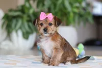 Karis, a female Morkie for sale in Baltic, OH – Photo 6 of 8