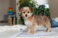 Karis, a female Morkie for sale in Baltic, OH – Photo 9 of 9