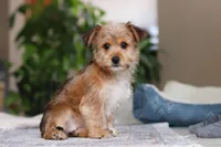 Karis, a female Morkie for sale in Baltic, OH – Photo 4 of 9