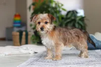 Karis, a female Morkie for sale in Baltic, OH – Photo 8 of 9