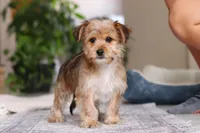 Karis, a female Morkie for sale in Baltic, OH – Photo 3 of 9