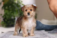 Karis, a female Morkie for sale in Baltic, OH – Photo 2 of 9