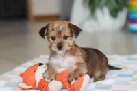 Karis, a female Morkie for sale in Baltic, OH – Photo 7 of 8