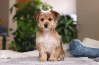 Karis, a female Morkie for sale in Baltic, OH – Photo 1 of 9