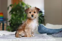 Karis, a female Morkie for sale in Baltic, OH – Photo 5 of 9