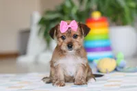 Karis, a female Morkie for sale in Baltic, OH – Photo 1 of 8