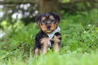 Marcus, a male Morkie for sale in Baltic, OH – 7 of 8