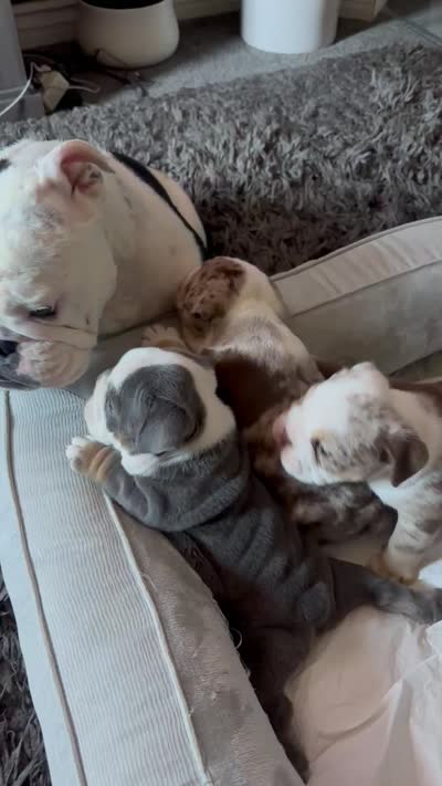 Sugar Bear , a male English Bulldog for sale in Bell, CA – 4 of 5