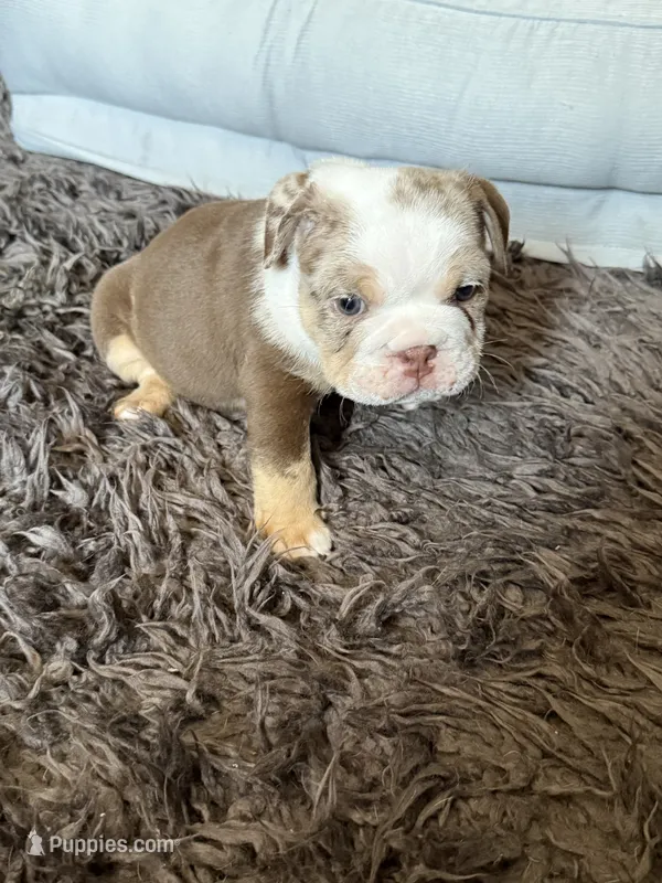 Sugar Bear  – English Bulldog puppy for sale in Bell, CA