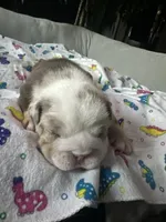 Sugar Bear , a male English Bulldog for sale in Bell, CA – 2 of 5